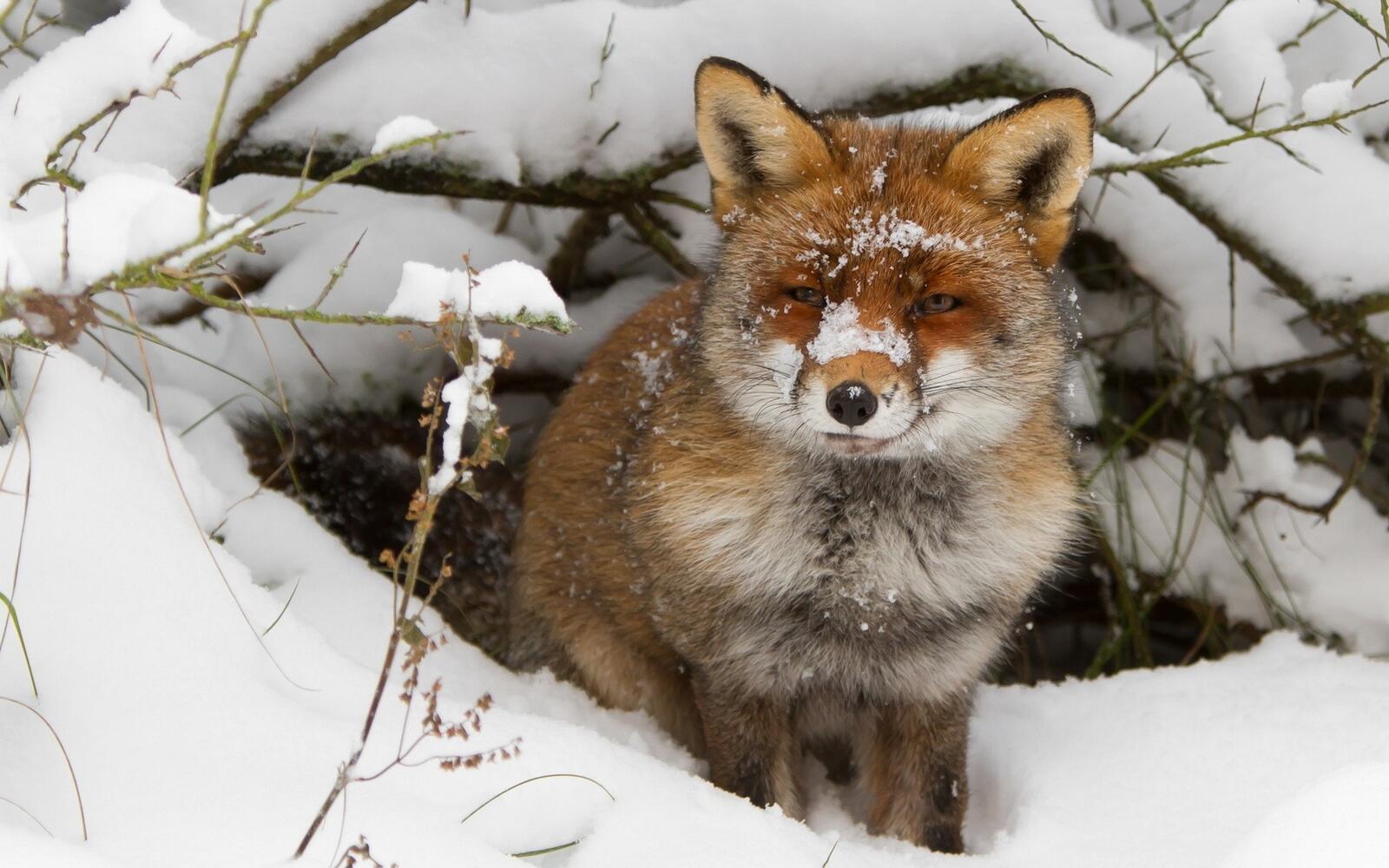 Free photo The fox crawled out of his hole in the snow.
