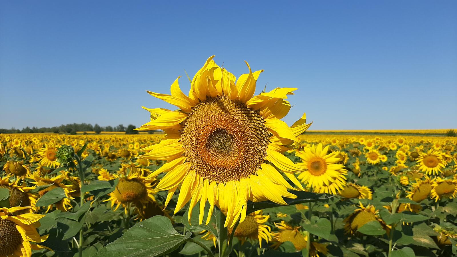 Free photo Sunflower field