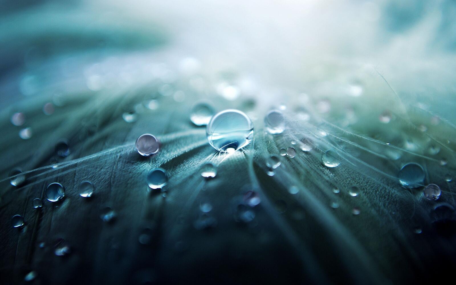 Free photo Water droplets on a green leaf