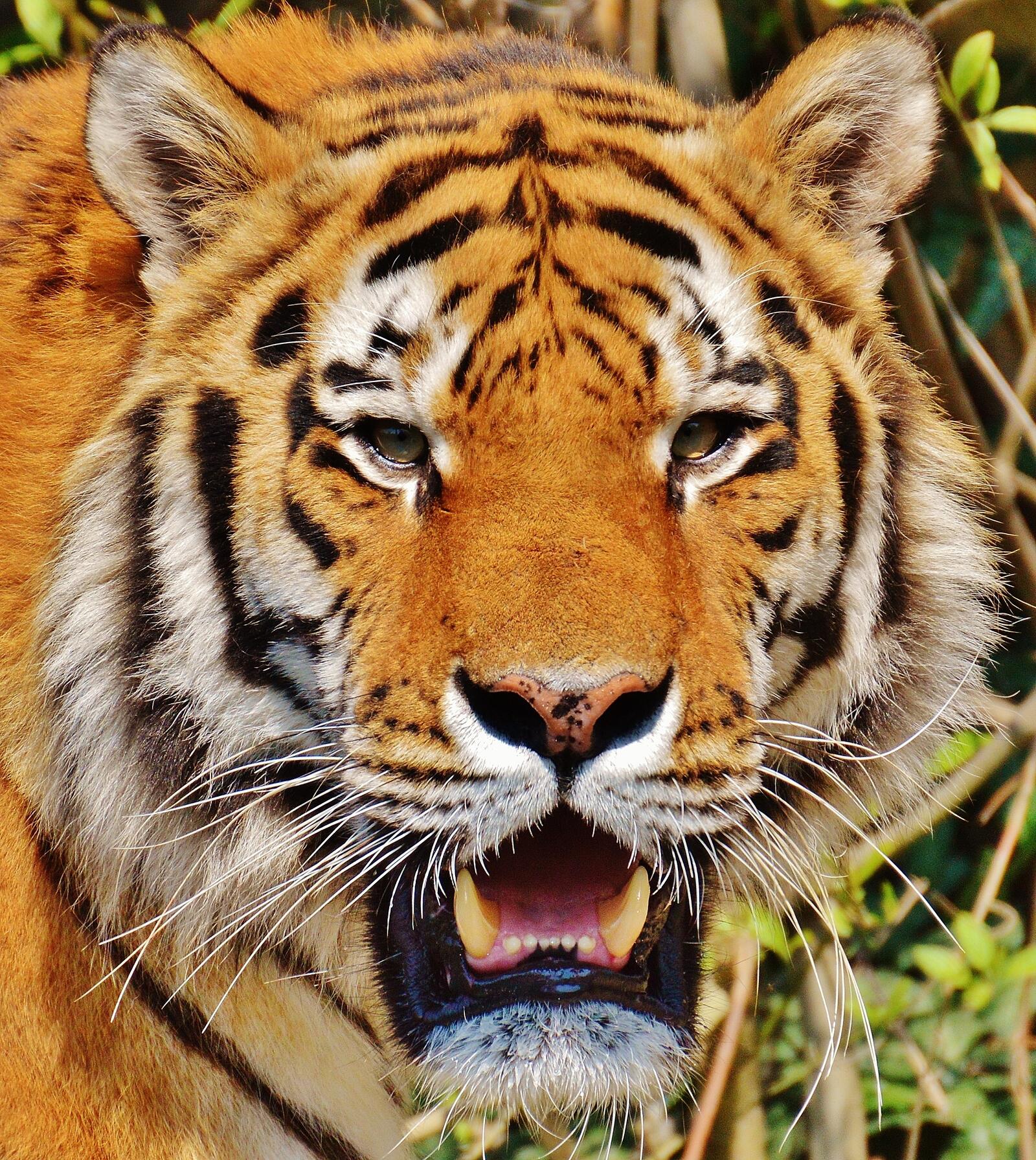 Бесплатное фото Морда большого тигра