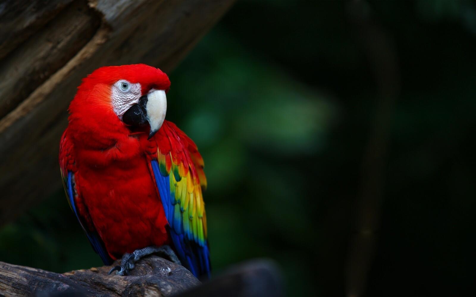 Free photo Ara`s colorful multicolored parrot
