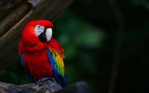 Ara`s colorful multicolored parrot