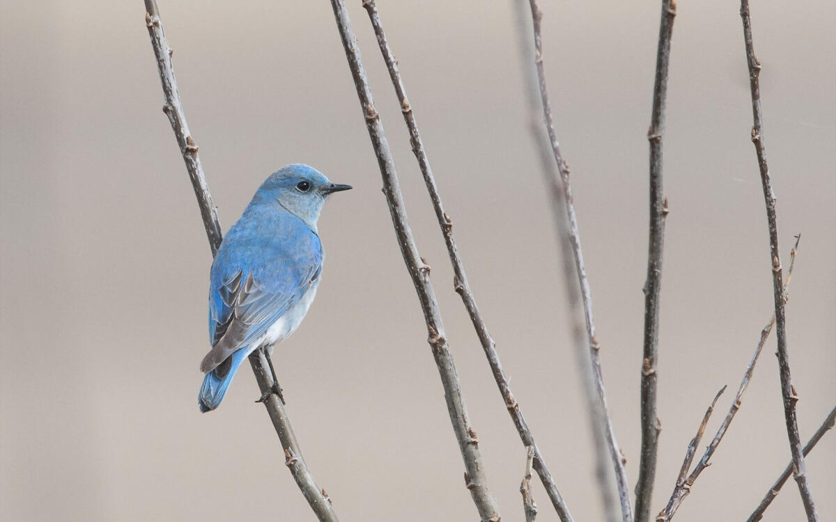 Маленькая синяя птичка сидит на веточке