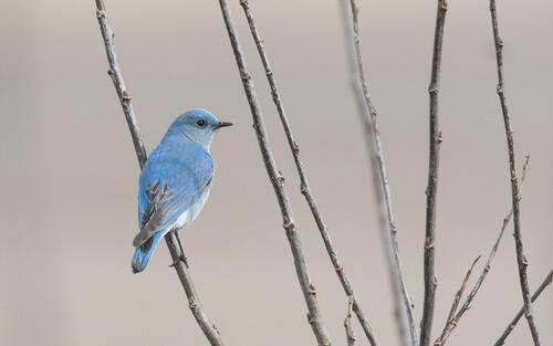 A little blue bird sitting on a twig