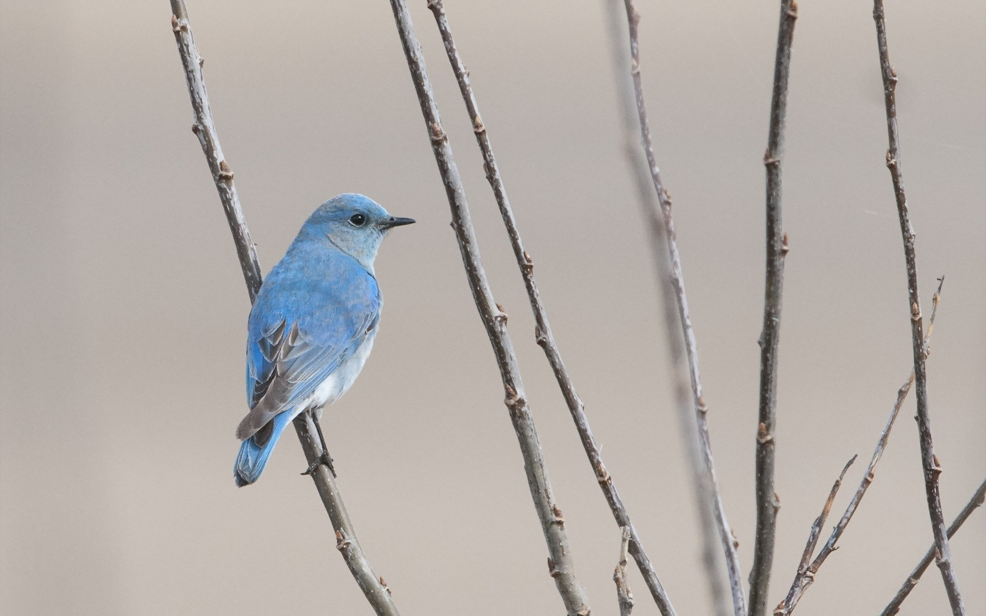 Free photo A little blue bird sitting on a twig