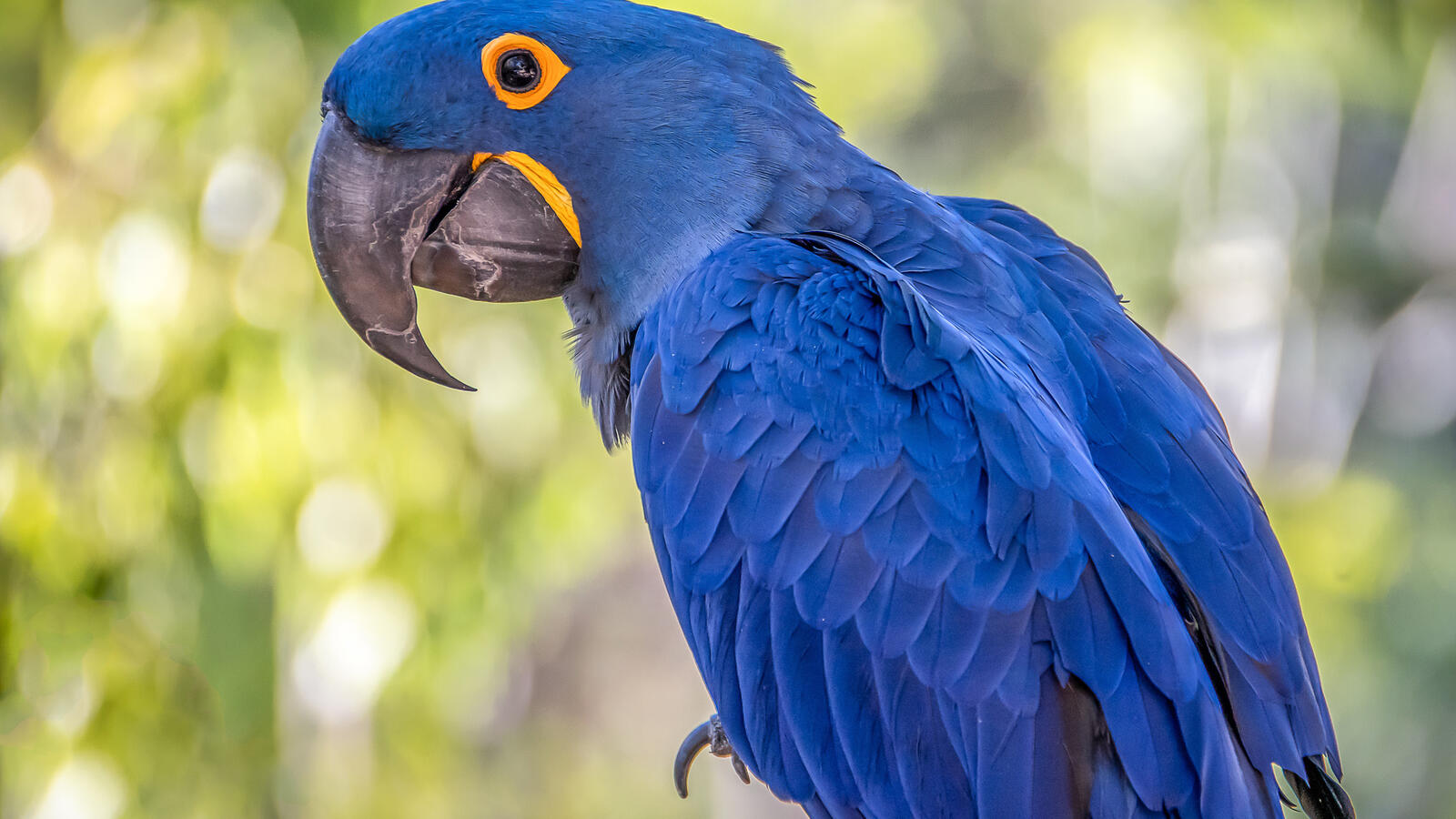 Бесплатное фото Голубой попугай Ара с большим клювом