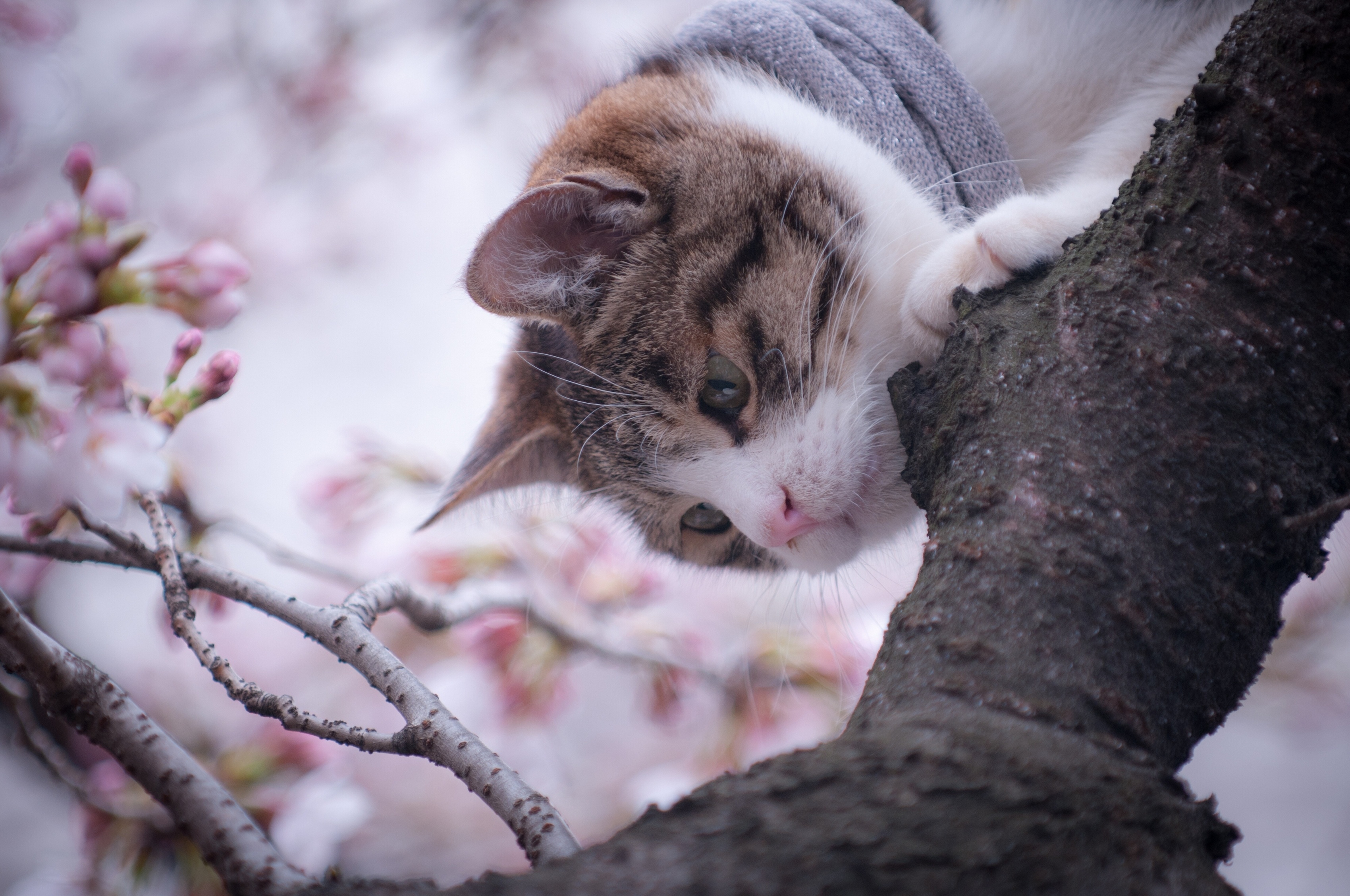 Фото бесплатно кошка, дерево, весна