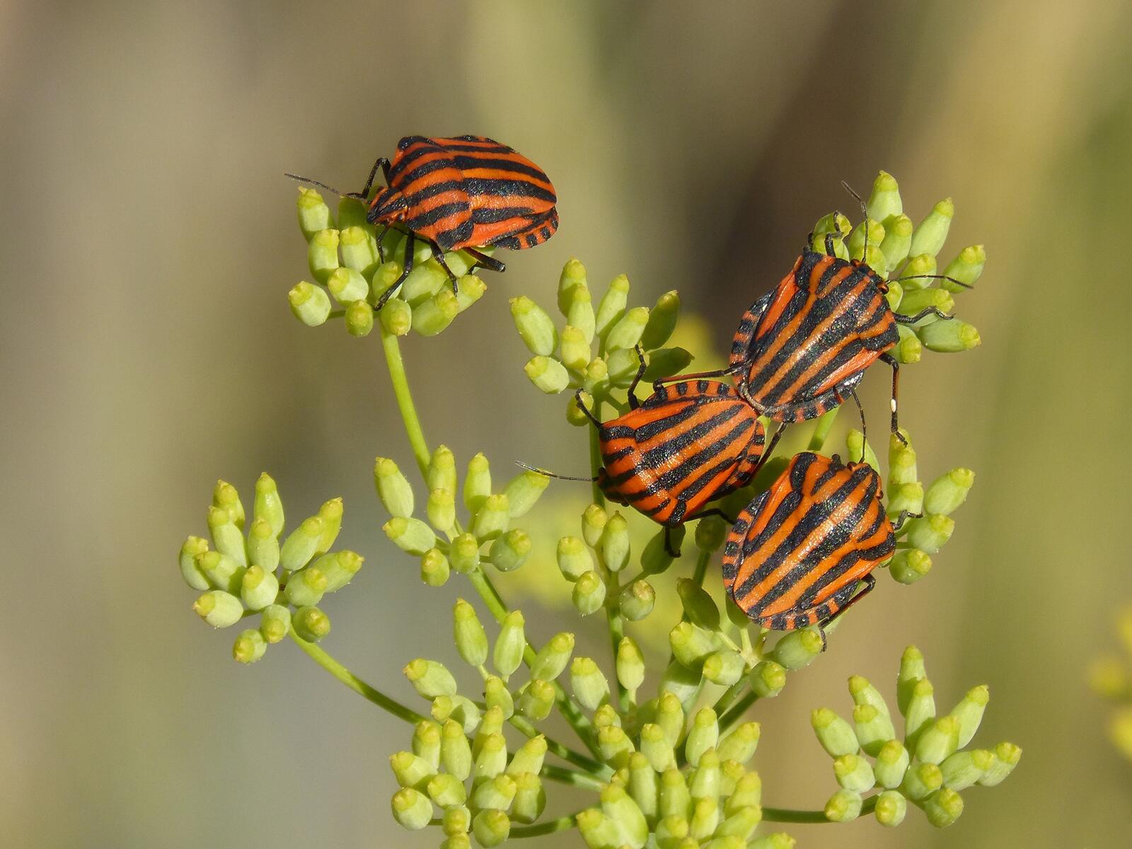 免费照片橙色和黑色条纹的甲虫在花上