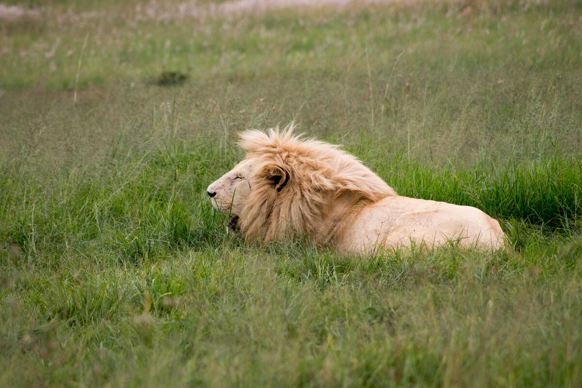 A lion with a light mane lies in the grass