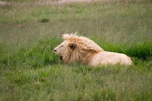 Лев со светлой гривой лежит в траве