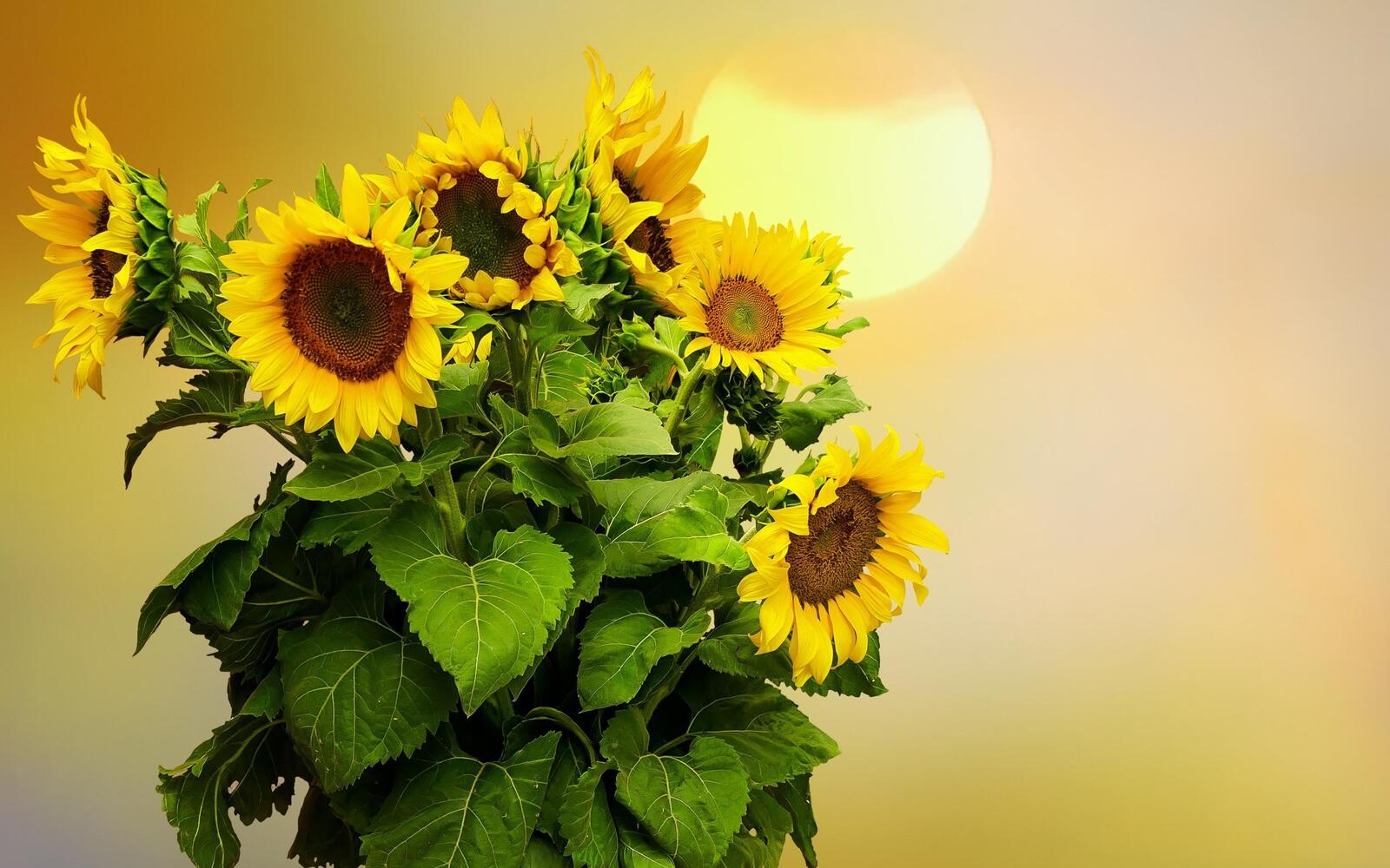 Free photo Bouquet of sunflowers