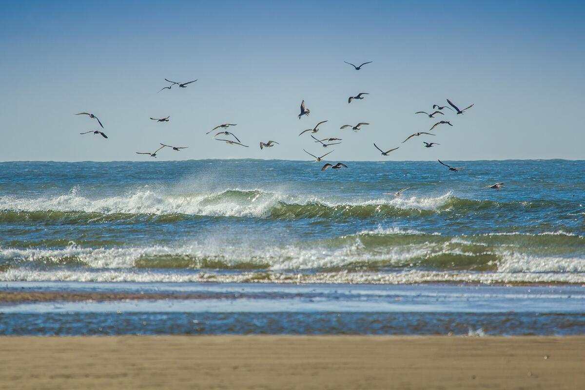 Seagulls fly over the sea waves