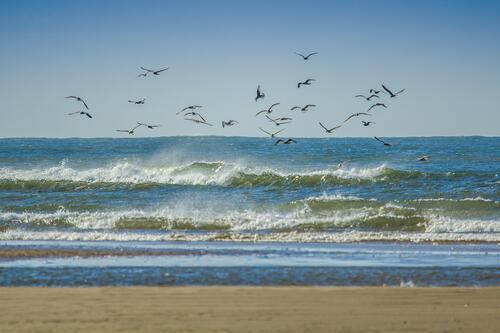 Seagulls fly over the sea waves
