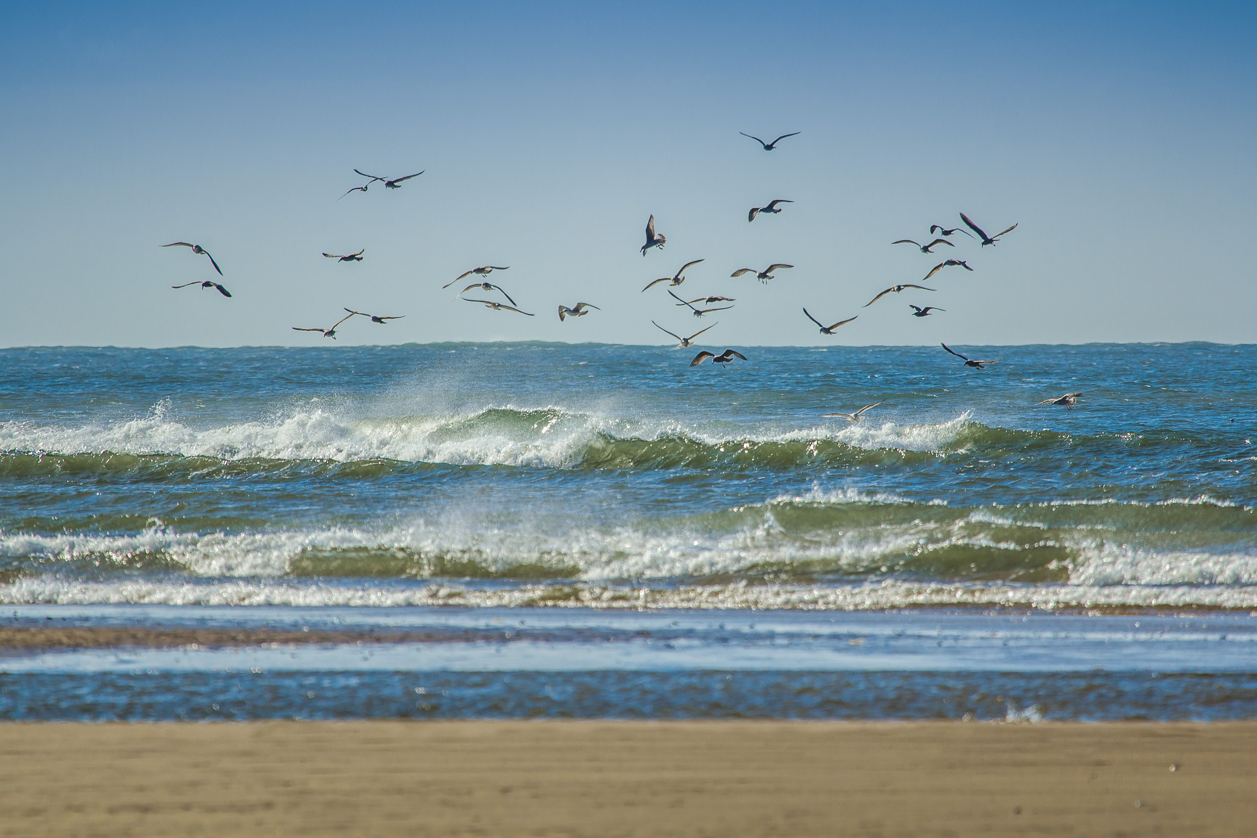 Фото пляж, море, побережье, песок, океан, горизонт, птица, берег, волна, ветер, морская птица, стадо, чайка, водоём, Англия - бесплатные картинки на Fonwall