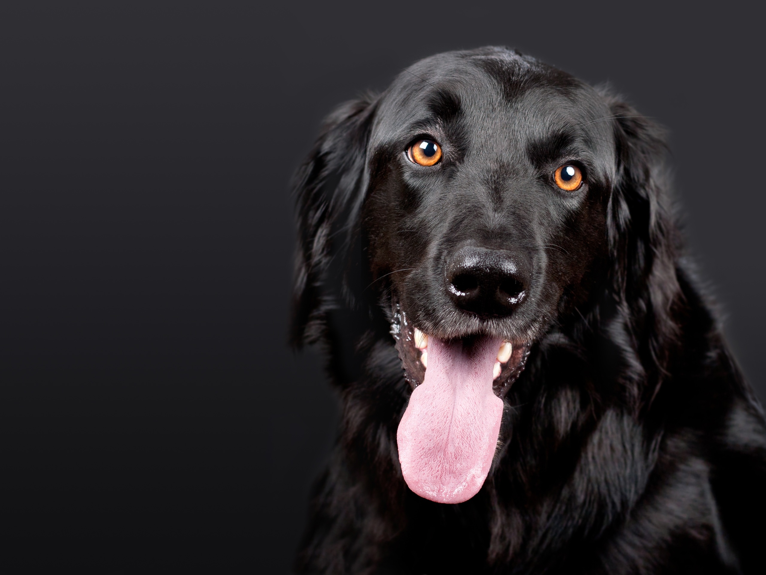 免费照片黑色平毛猎犬，舌头延长。