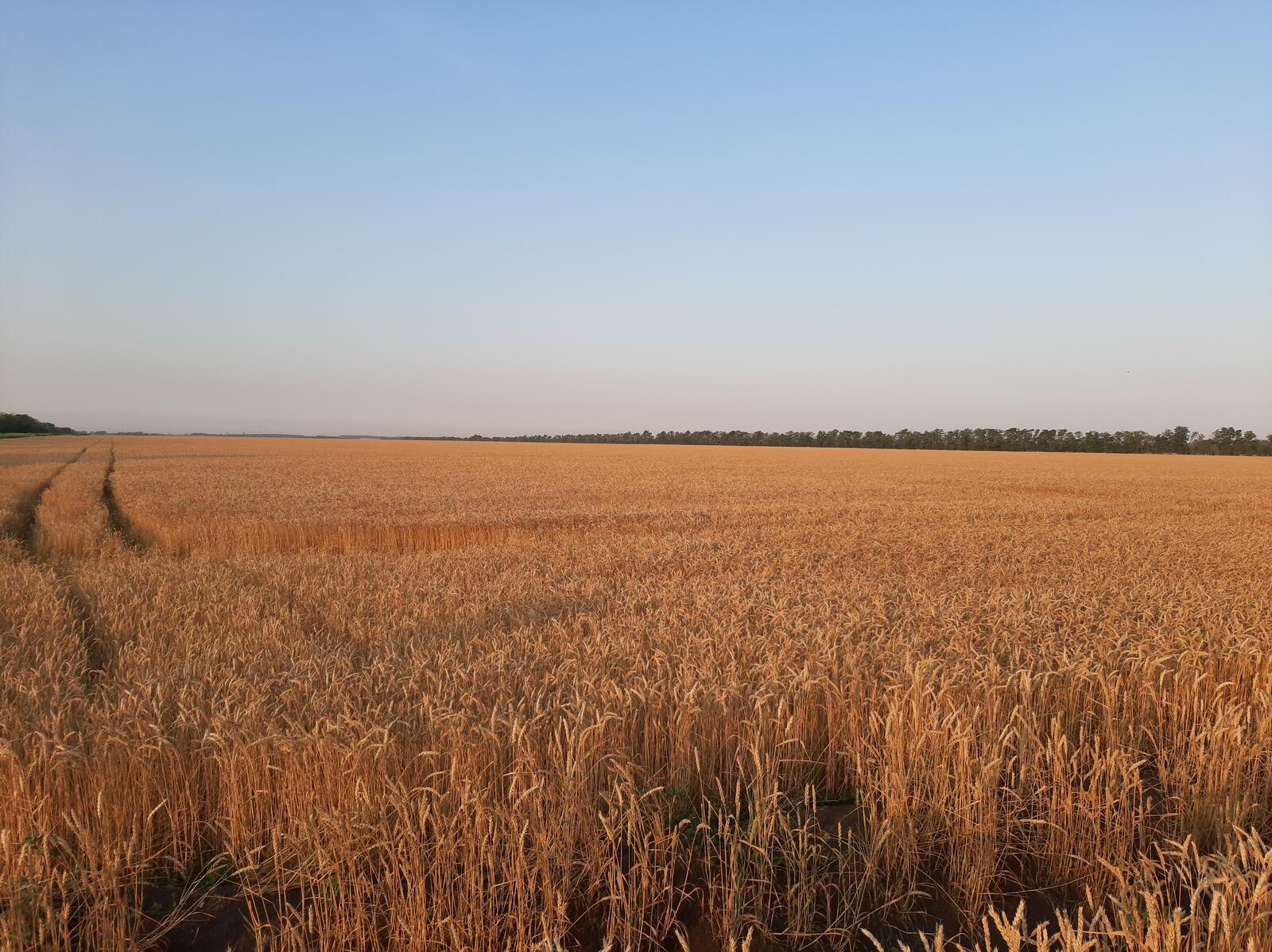Бесплатное фото Большое поле пшеницы