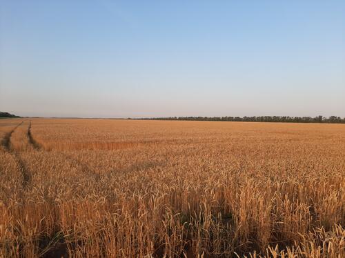 Большое поле пшеницы