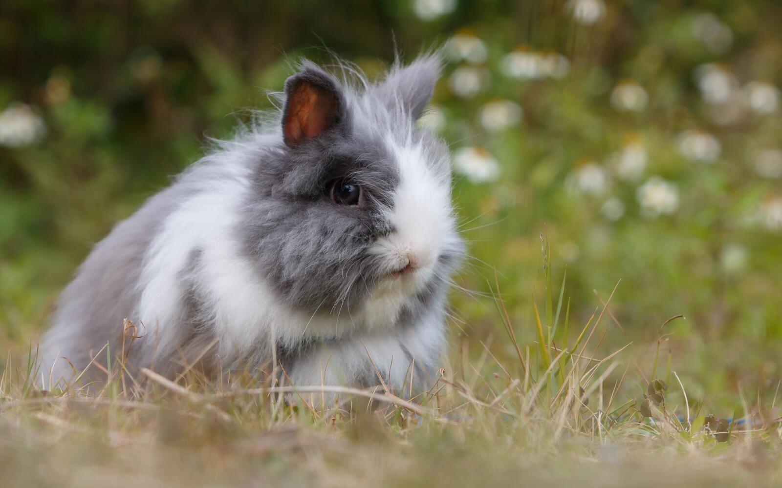 Бесплатное фото Пушистый дикоративный кролик на природе
