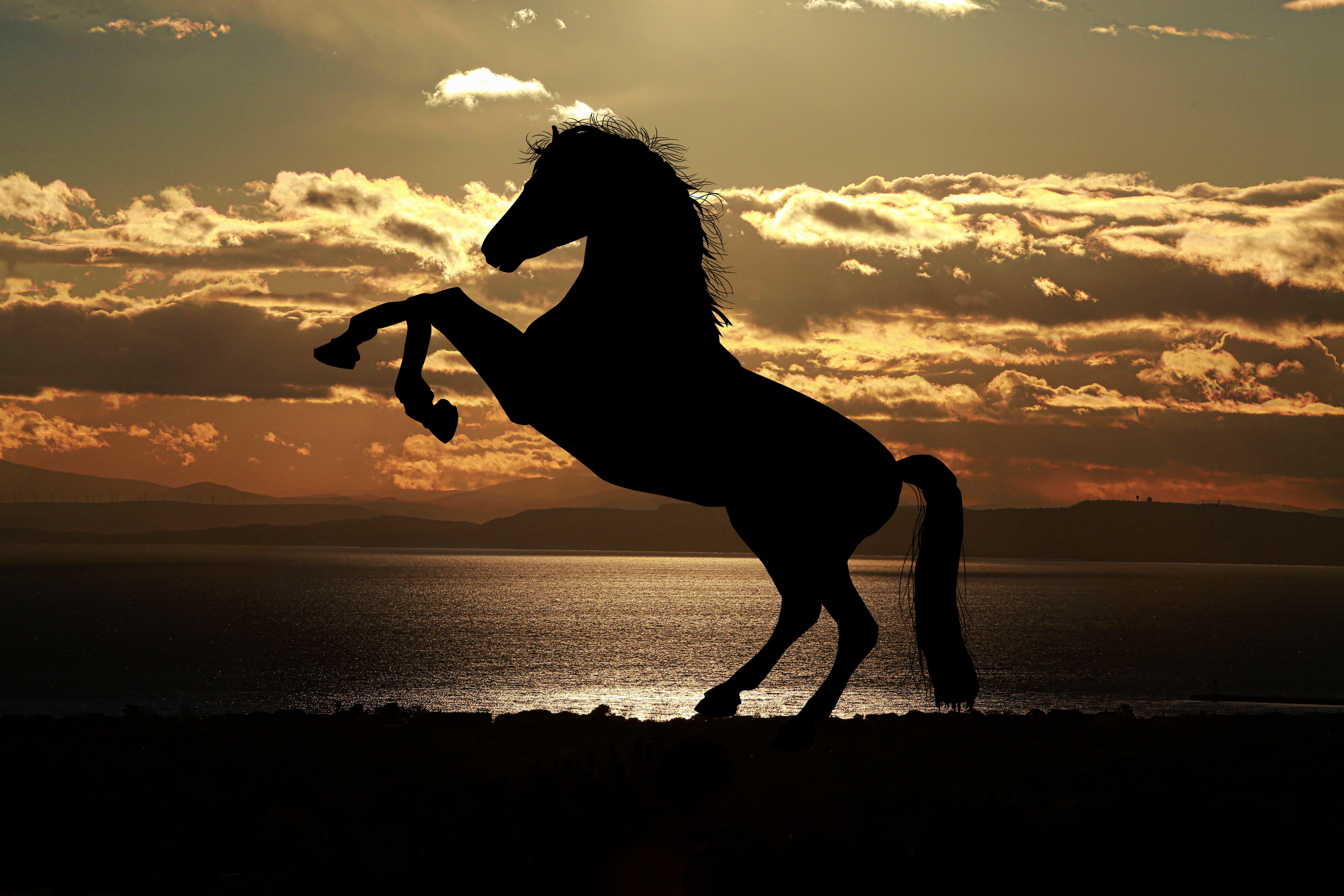 Silhouette of a stallion against the sky after sunset
