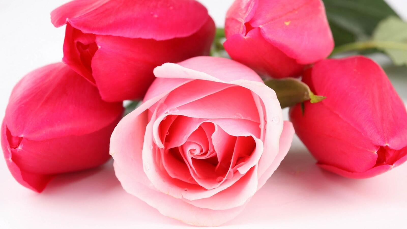 桌面上的壁纸红色 花瓣 玫瑰