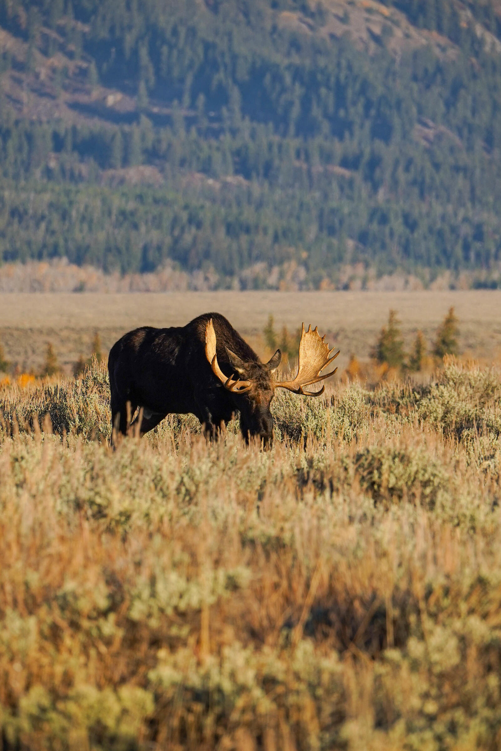 Free photo A moose grazing in a field