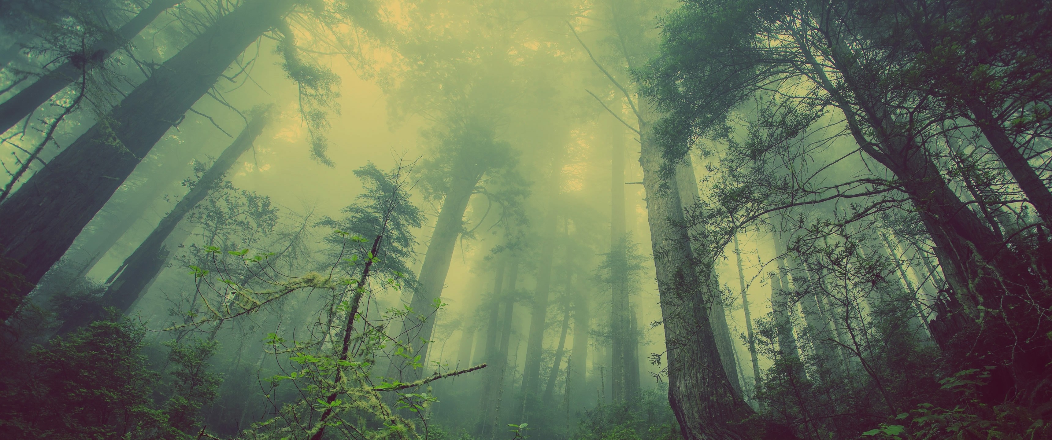 Мрачный туманный лес с хвойными деревьями
