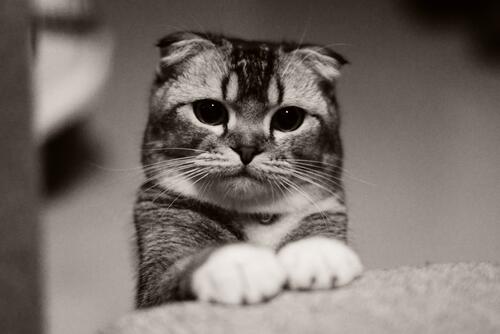 Cute lop-eared cat