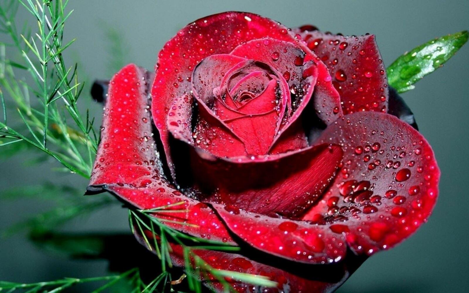Free photo Dewdrops on a beautiful rose