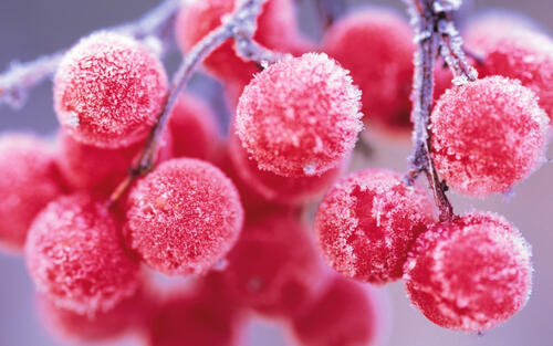 Bunch of cranberries covered in frosty frost