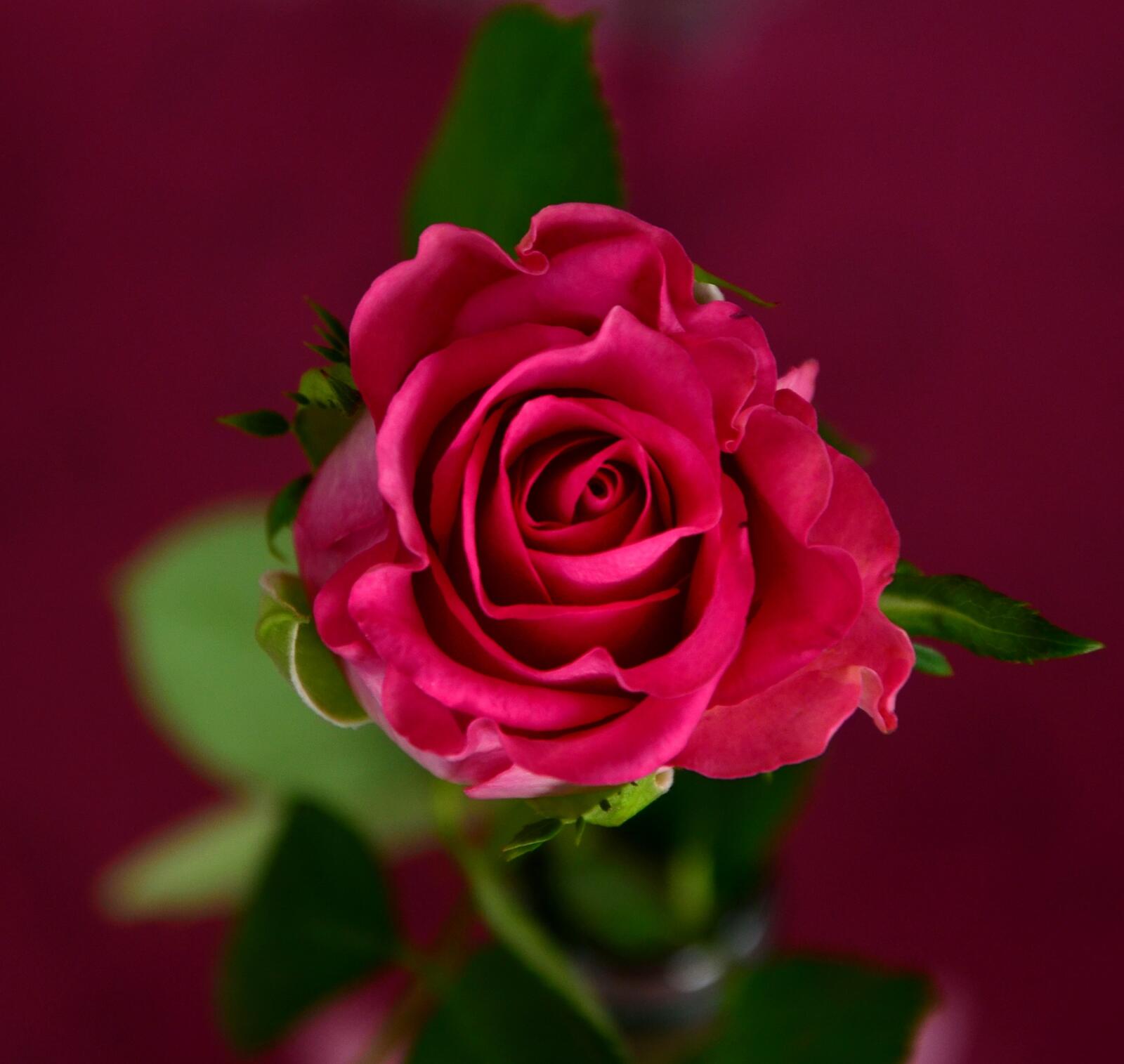 Бесплатное фото Бутон розовой розы