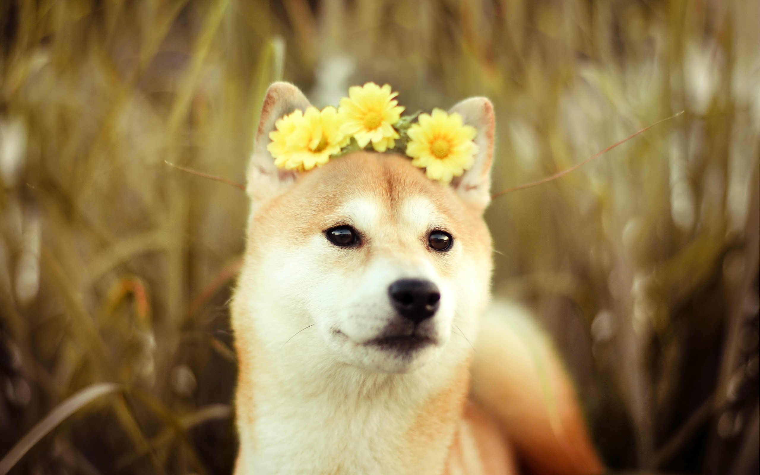 Фото бесплатно собака, морда, корона