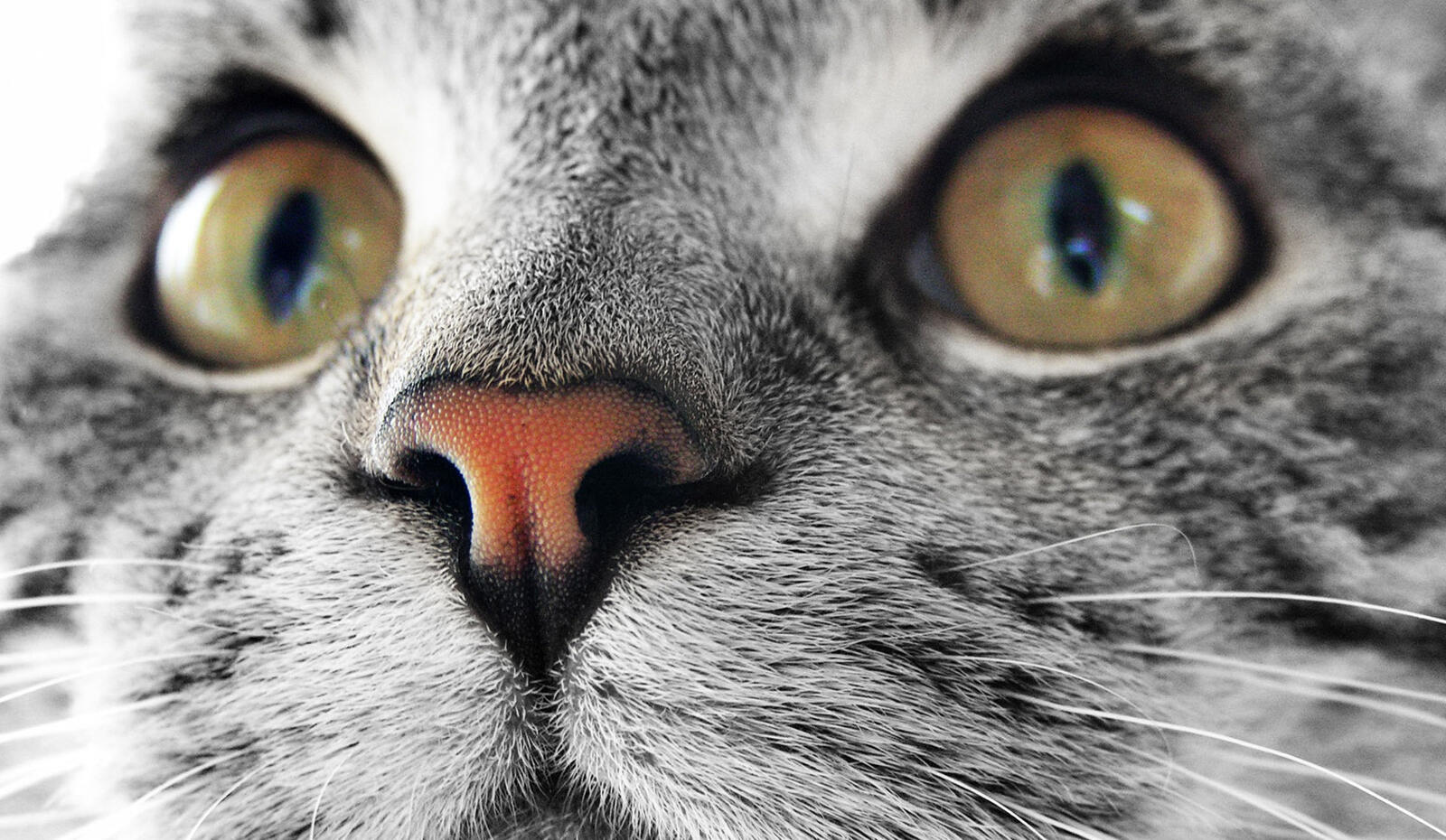Wallpapers face cat fur on the desktop