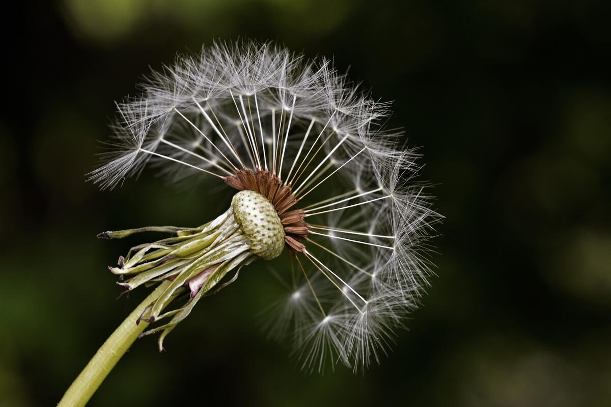 Wallpaper with a close-up image of a dandelion