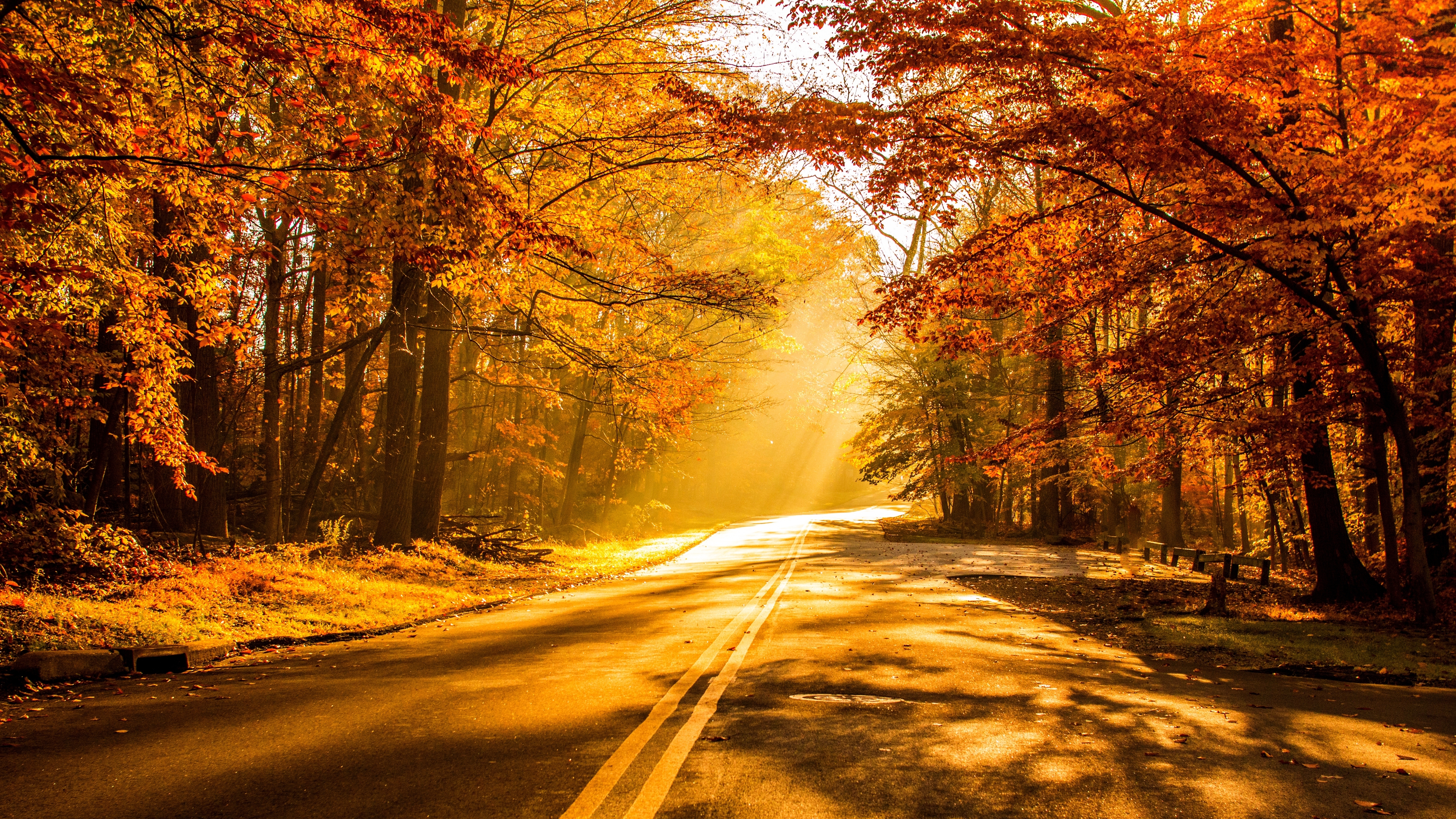 Асфальтированная дорога вдоль осеннего леса с солнечными лучами