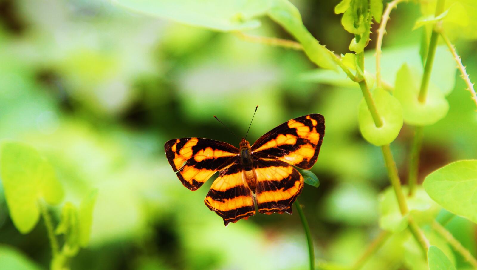 免费照片蝴蝶壁纸与老虎色彩。