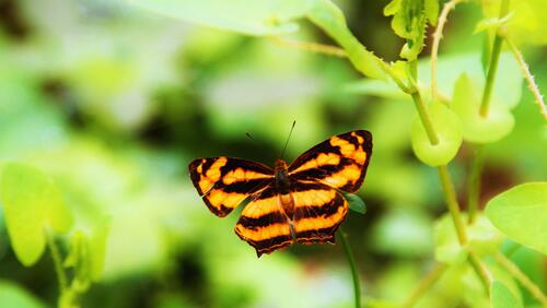 Обои бабочка с раскрасом тигра