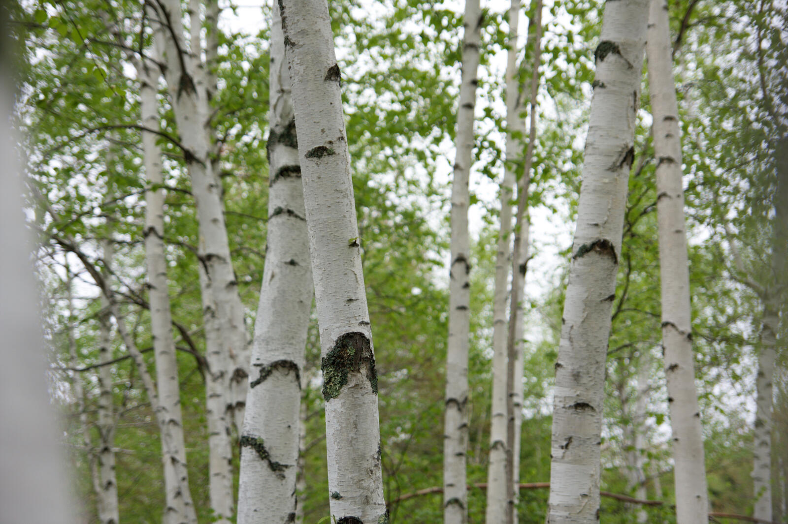 Free photo Young birch trees in summer