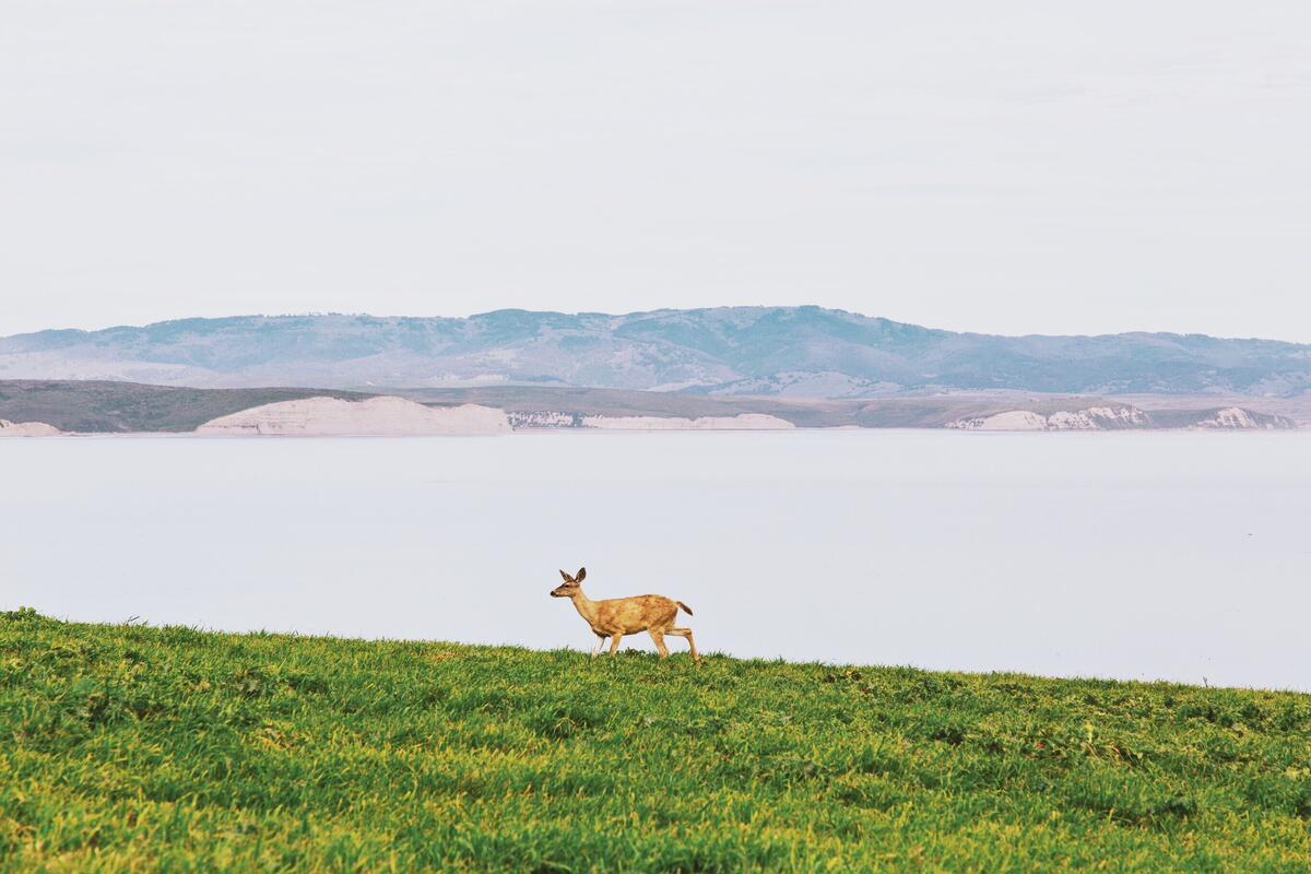 An antelope walks along the riverbank