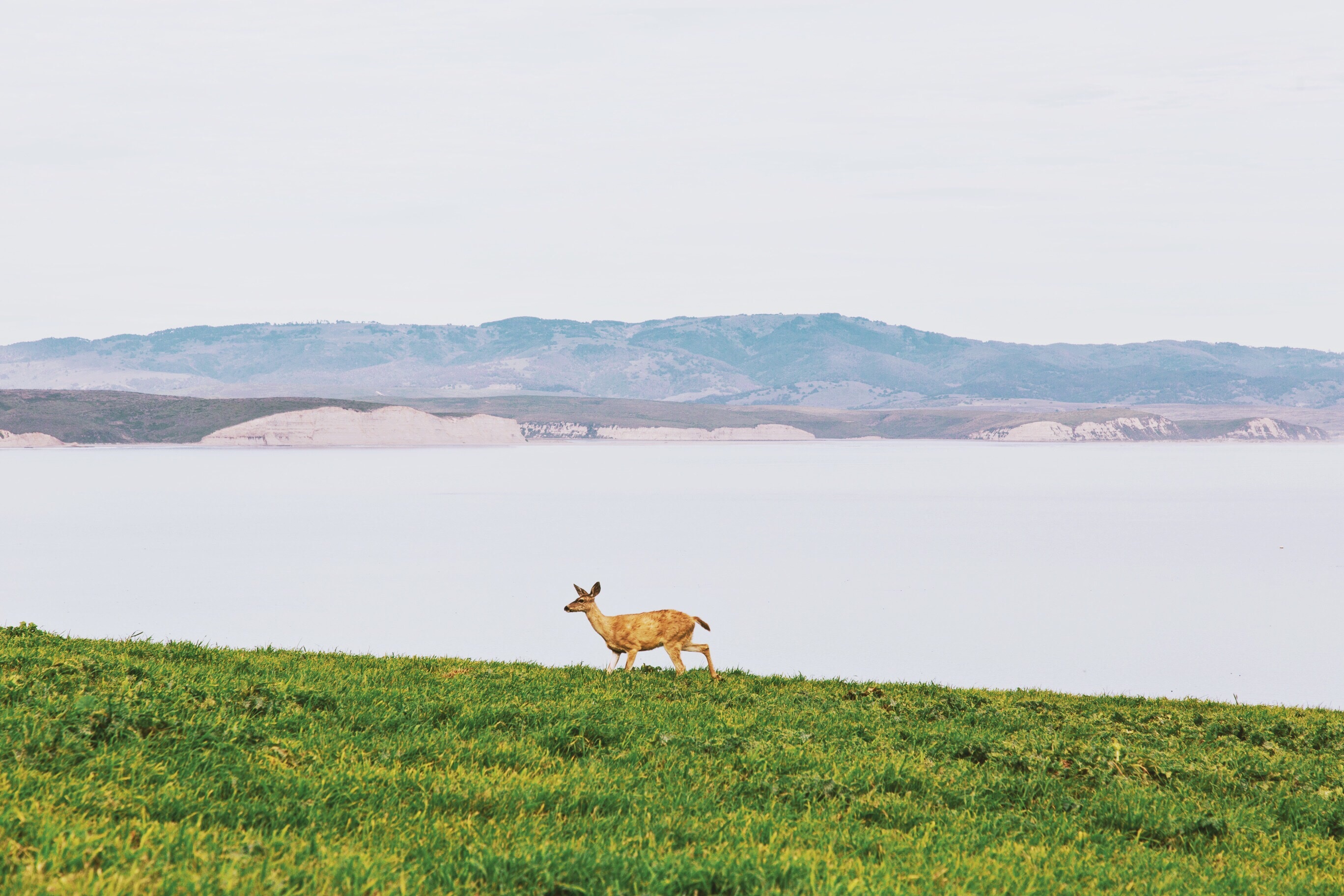 免费照片一只羚羊在河边散步