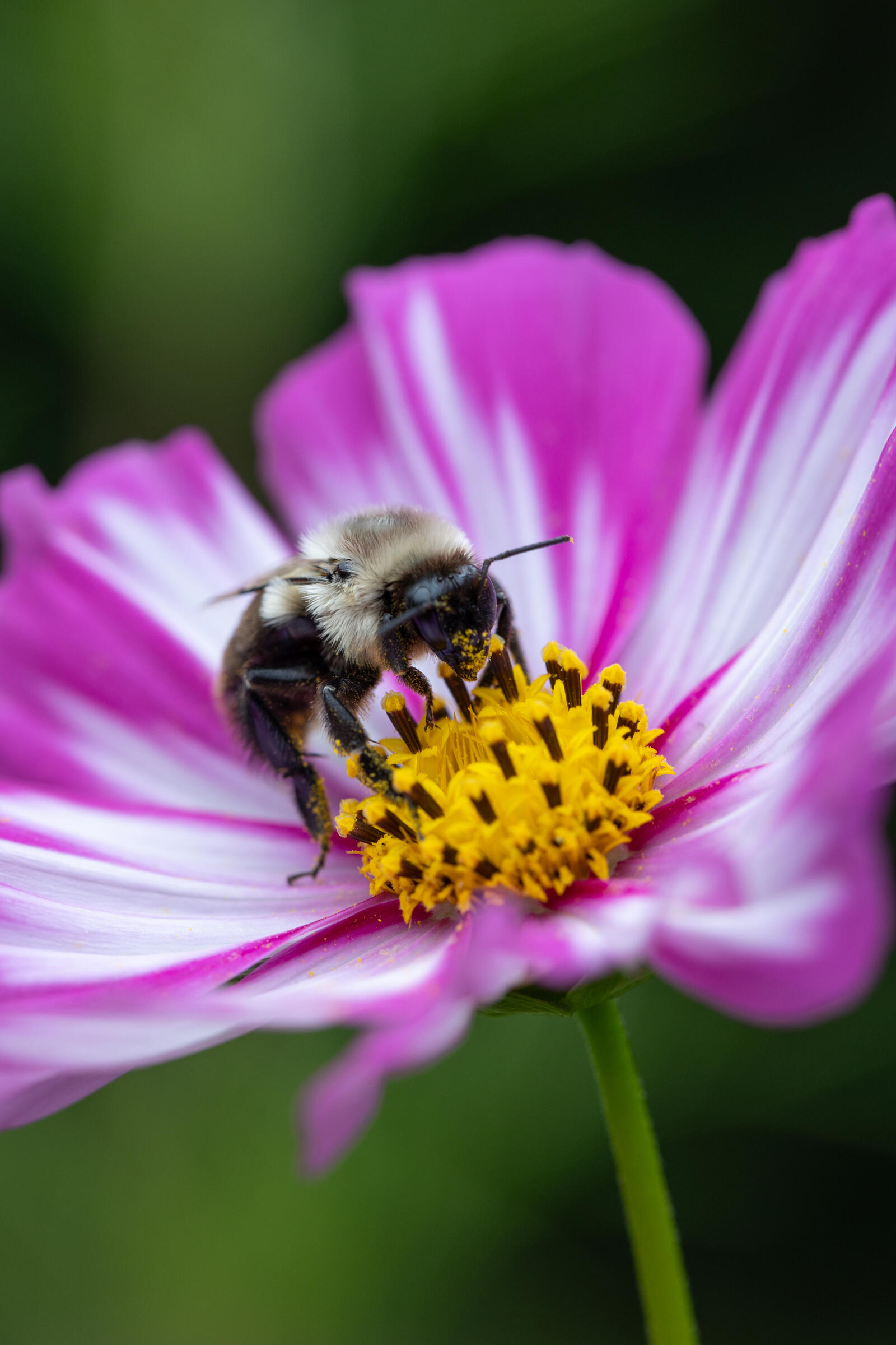 Бесплатное фото Пчела сидит на цветоке