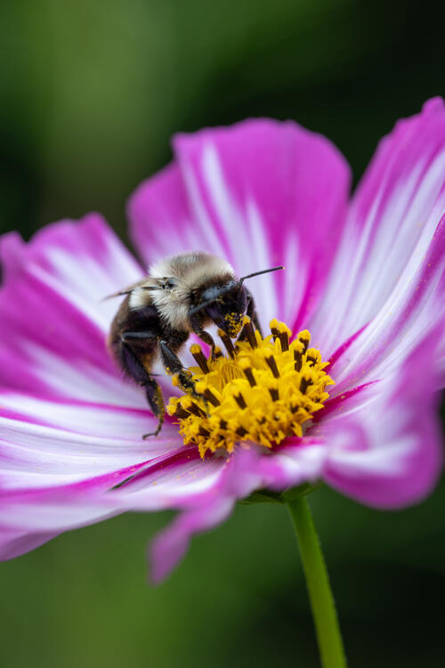 A bee sits on a flower