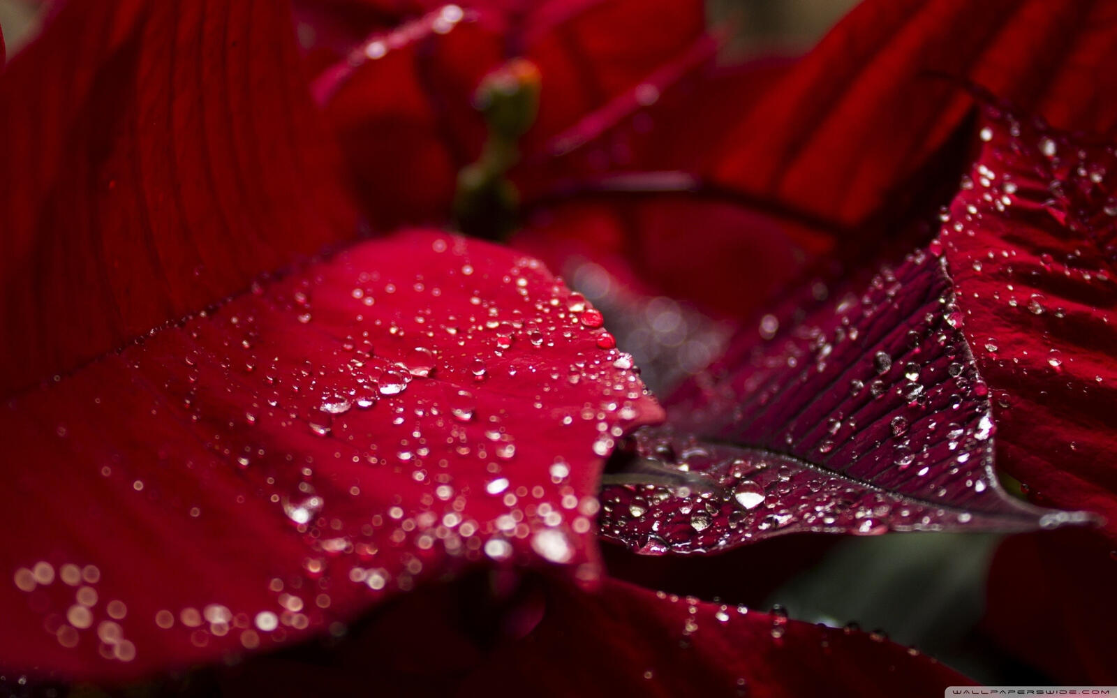 Бесплатное фото Красные листья с каплями дождя