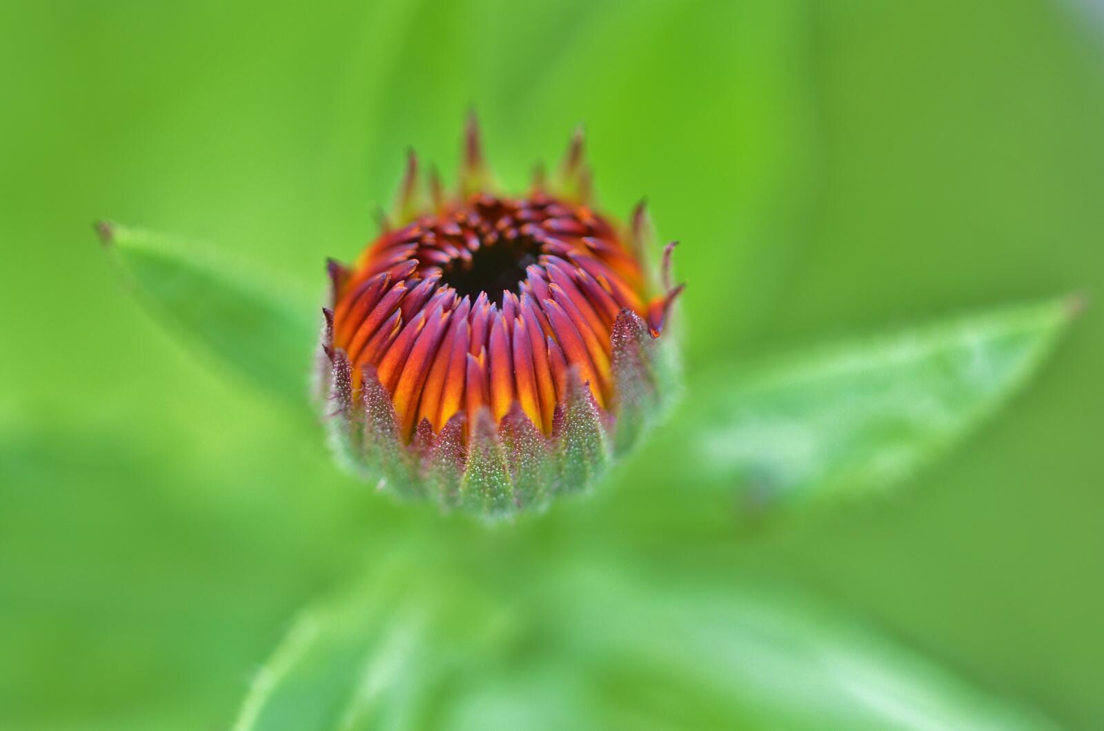 Бесплатное фото Огненный цветок на зеленом фоне