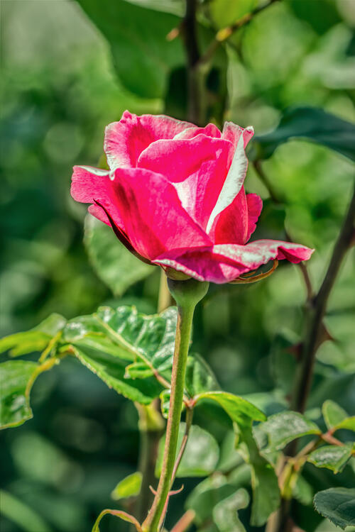Прекрасный цветок Роза