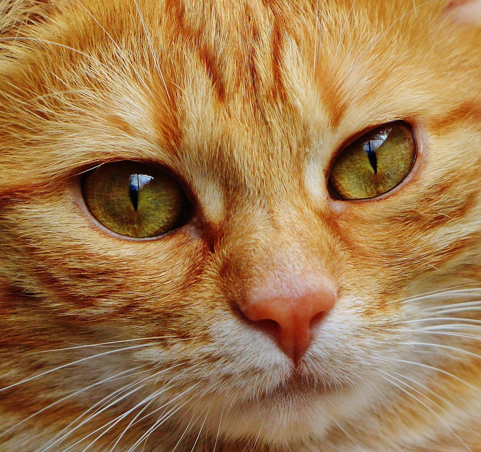 Бесплатное фото Морда рыжего котенка