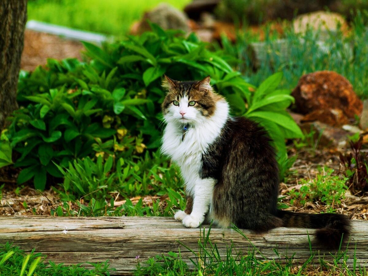 A domestic cat sits by the flowerbed