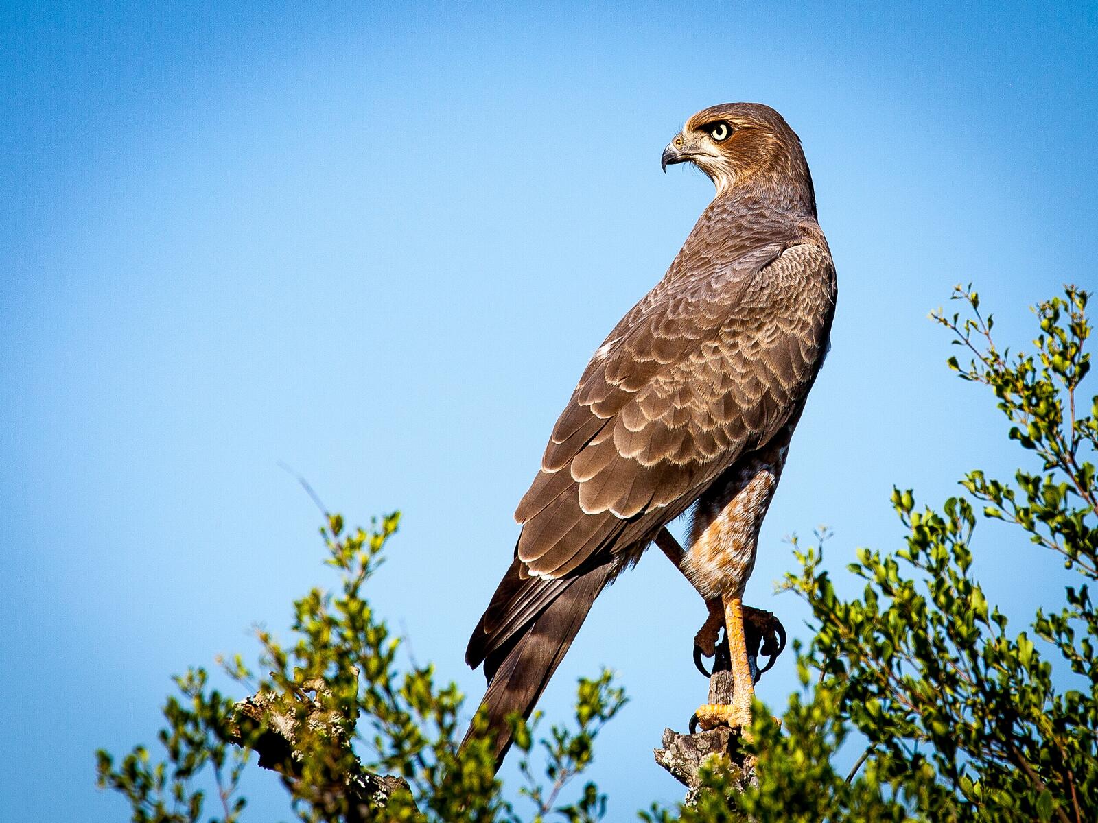 免费照片一只南非的猎鹰坐在树上