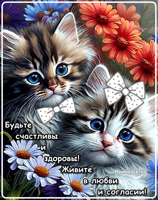 Бесплатная открытка Живите в любви и согласии с котятами