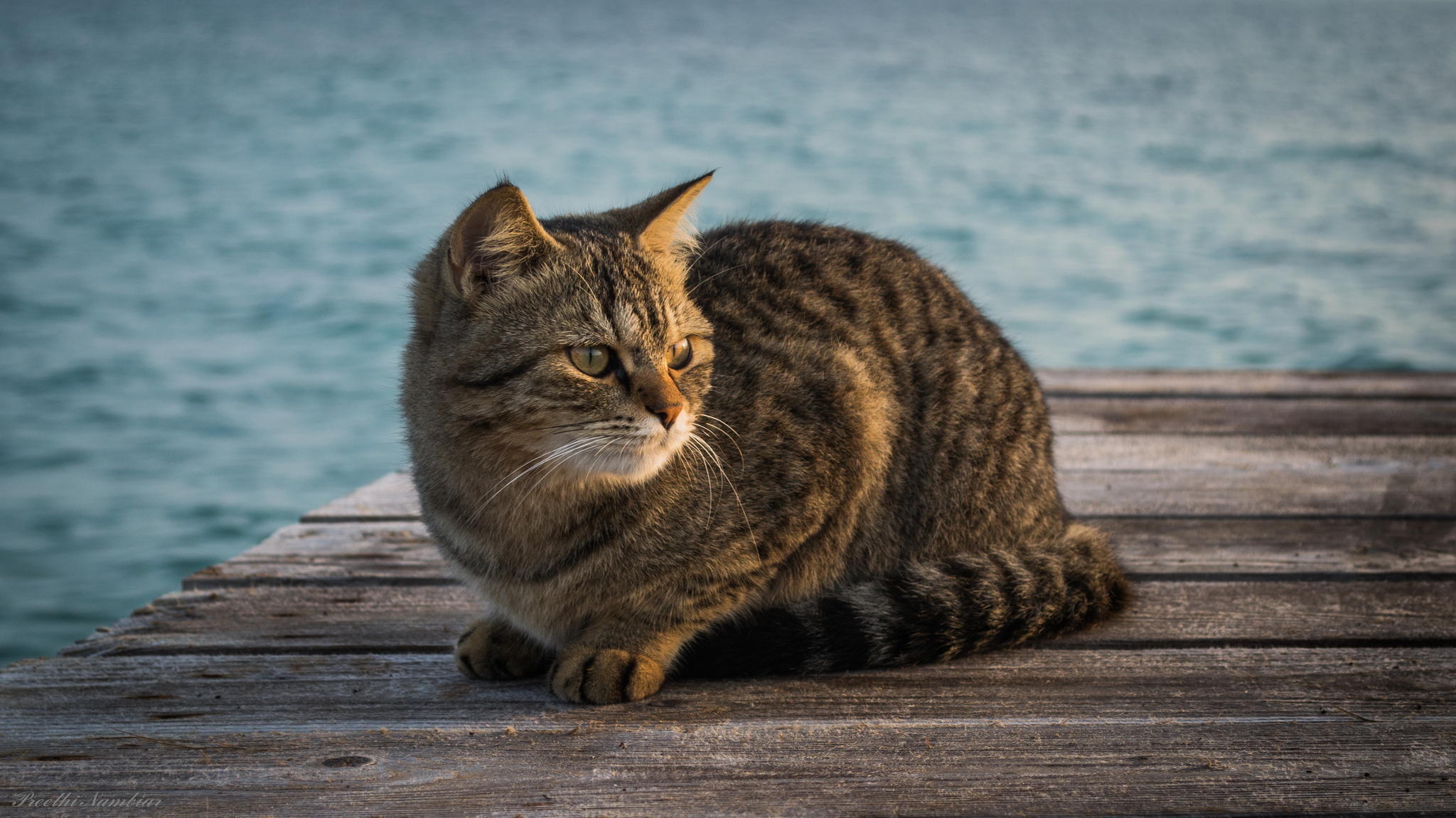A cat sits on a wooden pier