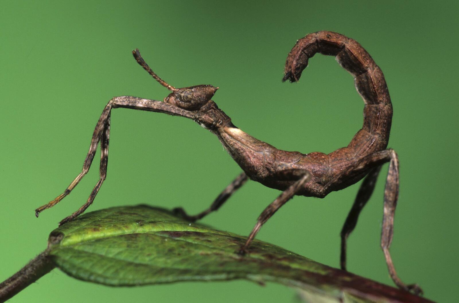 Free photo Parablefaris is a type of praying mantis.